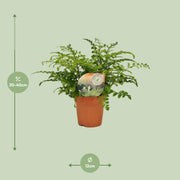 Asplenium parvati - Ø12cm - ↕35cm
