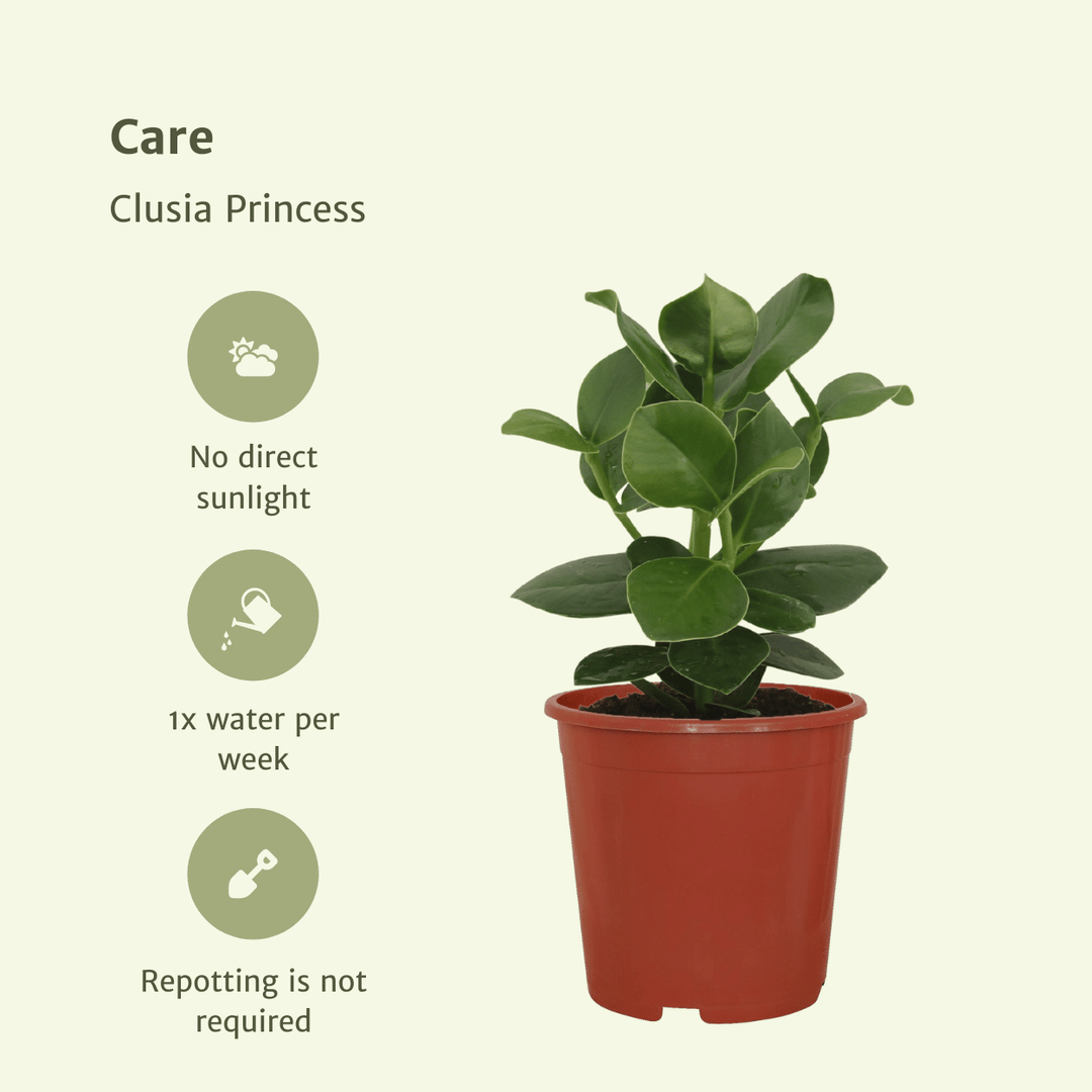 Clusia Princess (Signature Tree) - 2 plants - Ø12cm - ↕15cm