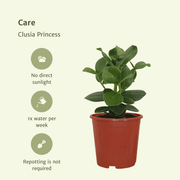 Clusia Princess (Signature Tree) - 2 plants - Ø12cm - ↕15cm