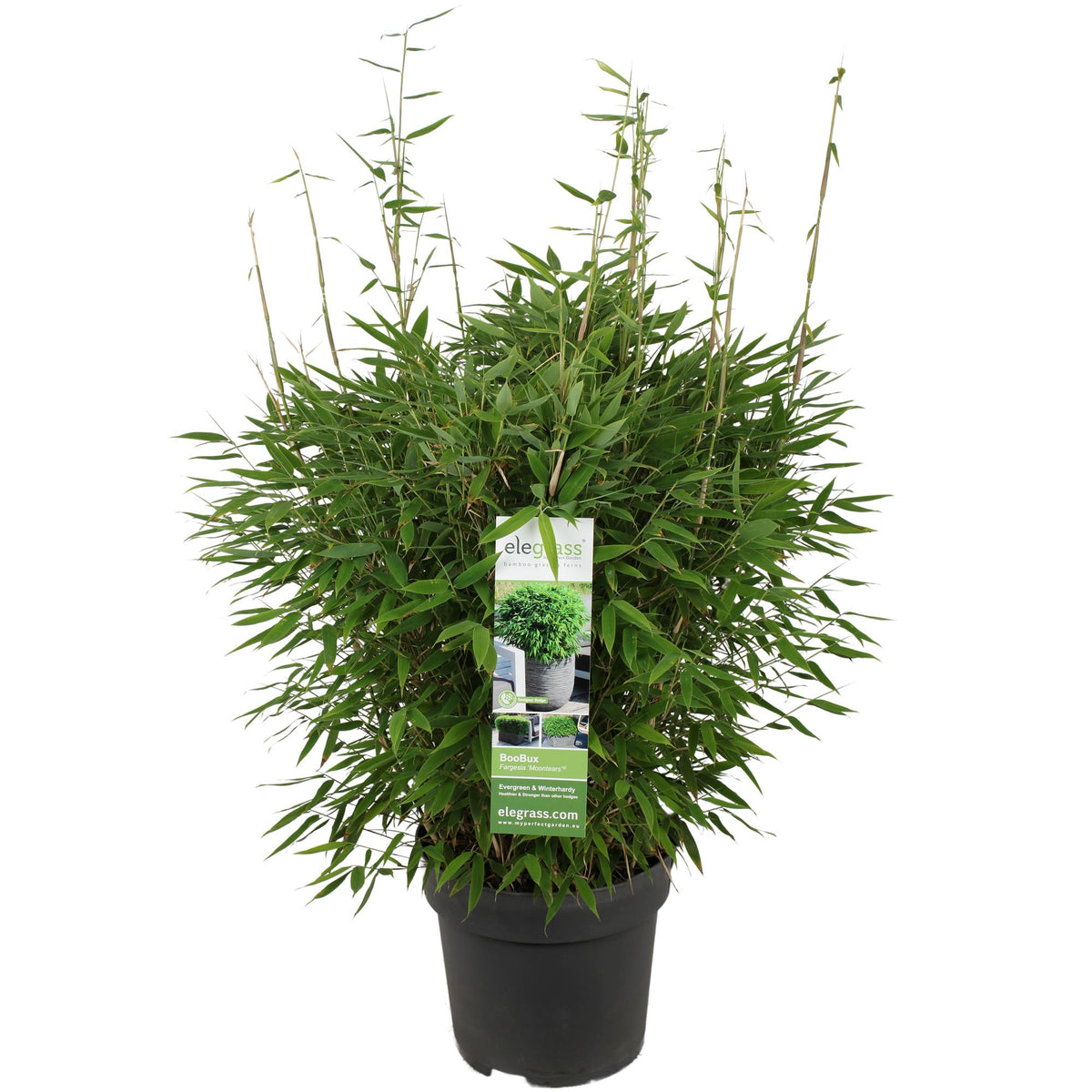 Fargesia 'Moontears' Boobux (Bambù) - Ø29cm - ↕70cm