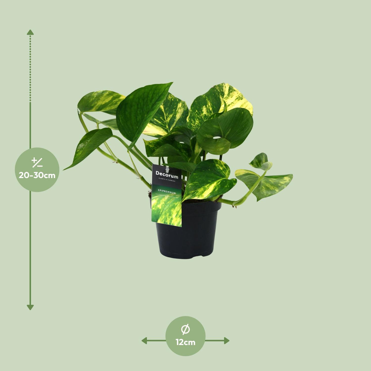 Epipremnum aureum (Scindapsus) - Ø12cm - ↕25cm