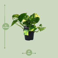 Epipremnum aureum (Scindapsus) - Ø12cm - ↕25cm