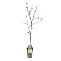 Malus domestica 'Jonagold' (Melo da frutto) - Ø19cm - ↕60cm
