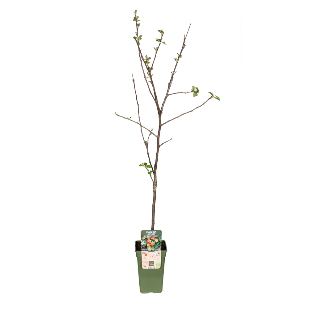 Malus Domestica Jonagold (Apple Tree) - Ø19cm - ↕60cm