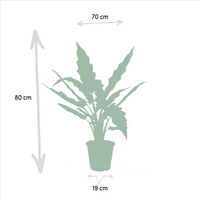 Duo tropicale da interno - Alocasia cucullata - Ø19cm - ↕60cm + Alocasia lauterbachiana - Ø19cm - ↕75cm