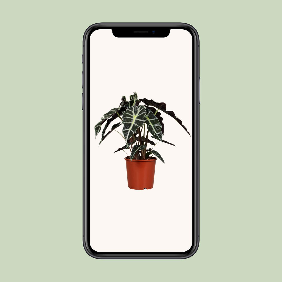 Alocasia amazonica ‘Polly’ - Ø17cm - ↕45cm