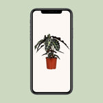 Load image into Gallery viewer, Alocasia amazonica ‘Polly’ - Ø17cm - ↕45cm