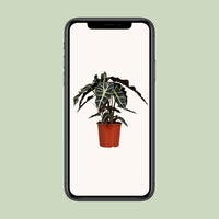 Alocasia amazonica ‘Polly’ - Ø17cm - ↕45cm