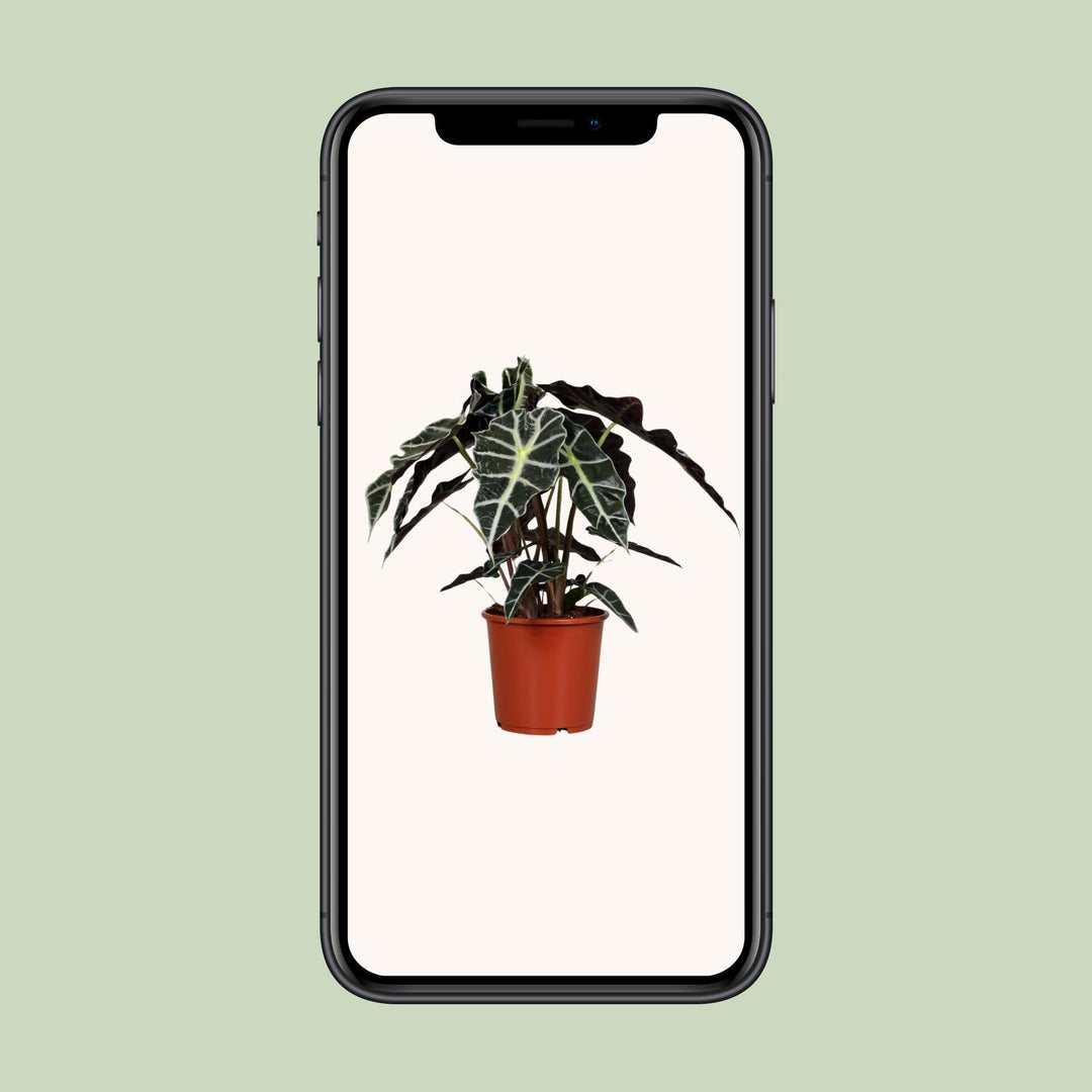 Alocasia amazonica ‘Polly’ - Ø17cm - ↕45cm