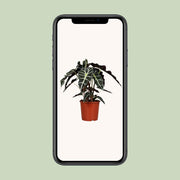 Alocasia amazonica ‘Polly’ - Ø17cm - ↕45cm