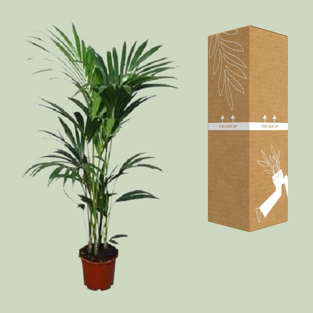 Howea forsteriana (Kentia) - Ø24 - ↨120cm