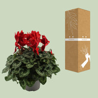 Ciclamino, Rosso - Ø17cm - ↕40cm