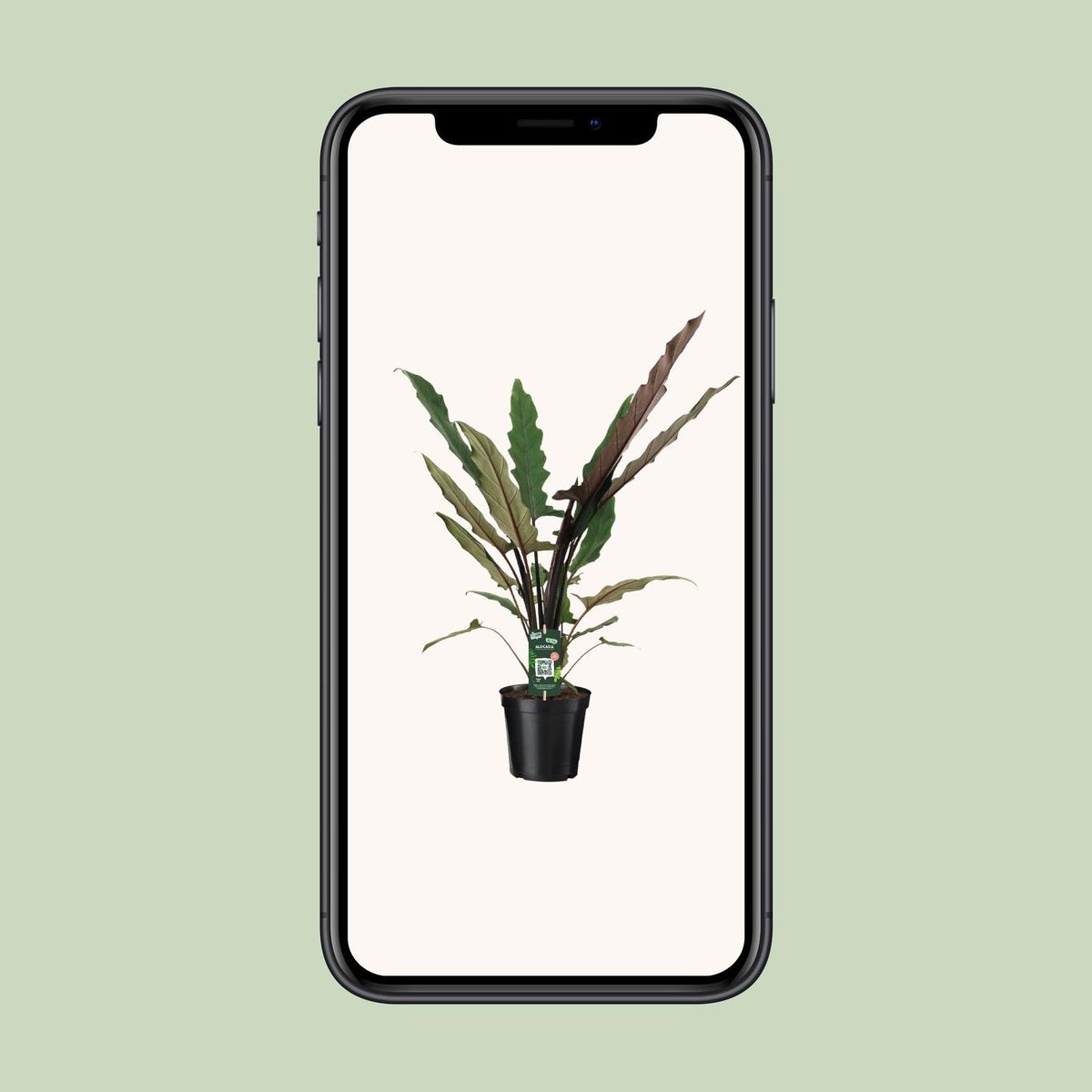 Alocasia lauterbachiana - Ø19cm - ↕80cm