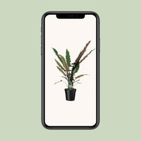 Alocasia lauterbachiana - Ø19cm - ↕80cm
