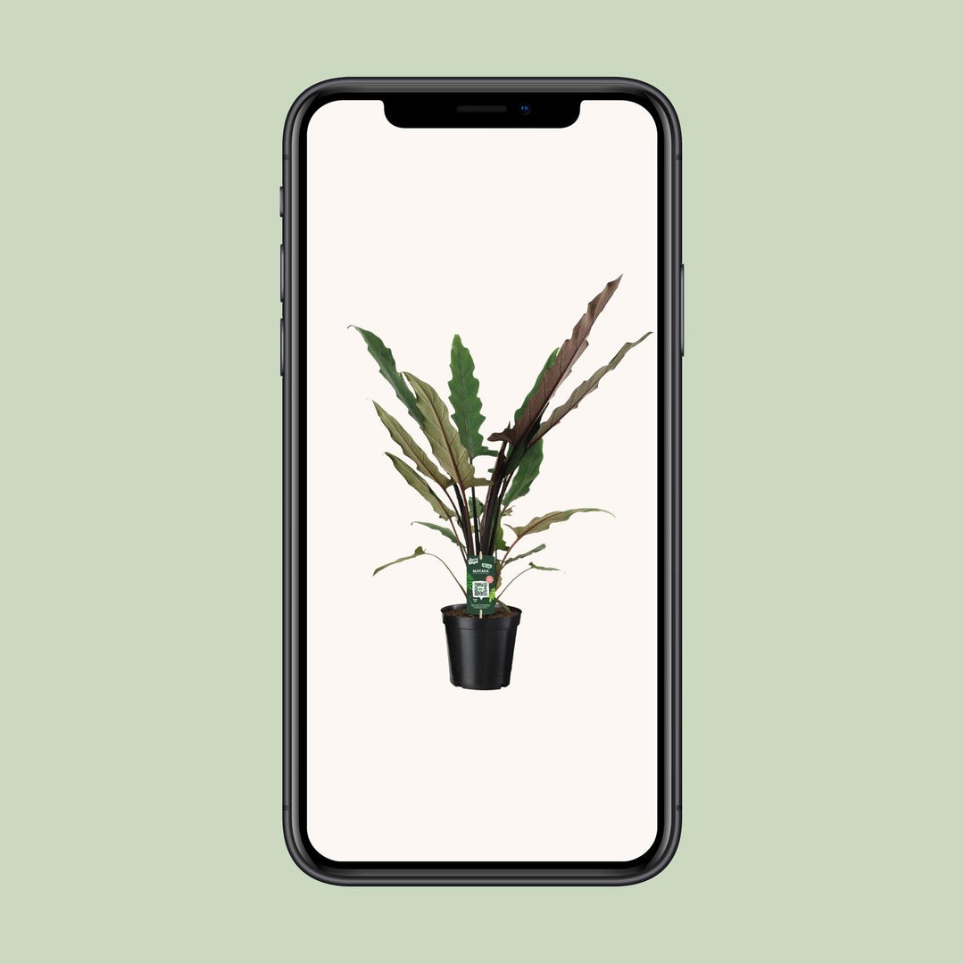 Alocasia lauterbachiana - Ø19cm - ↕80cm