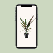 Alocasia lauterbachiana - Ø19cm - ↕80cm
