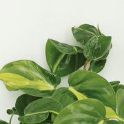 Philodendron scandens 'Brasil' - 4 plants - Ø12cm - ↕15cm