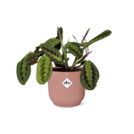 Load image into Gallery viewer, Maranta leuconeura ‘Fascinator’ Tricolor in ELHO Vibes Fold Pot, Pink, Ø14cm ↕25cm