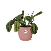 Maranta leuconeura ‘Fascinator’ Tricolor in vaso ELHO Vibes Fold Pot, Rosa, Ø14cm ↕25cm