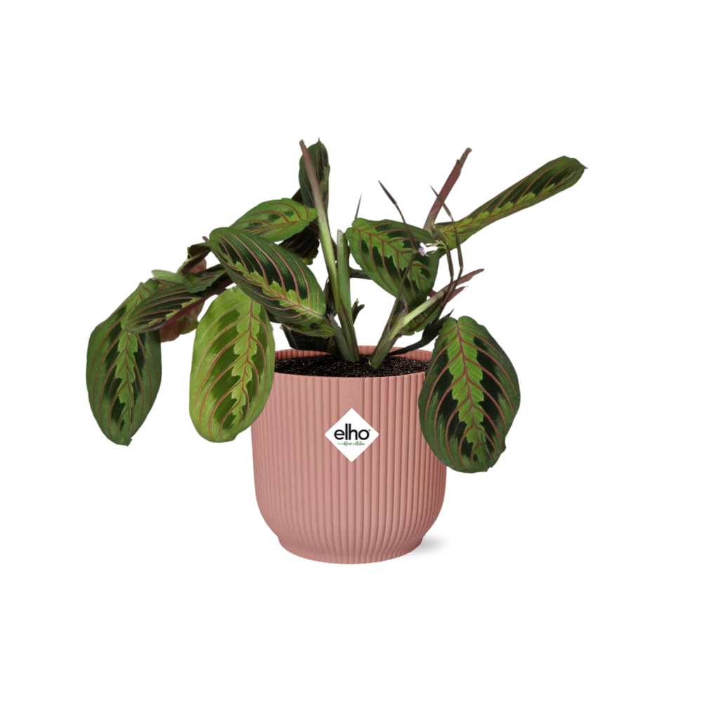 Maranta leuconeura ‘Fascinator’ Tricolor in ELHO Vibes Fold Pot, Pink, Ø14cm ↕25cm