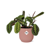 Maranta leuconeura ‘Fascinator’ Tricolor in ELHO Vibes Fold Pot, Pink, Ø14cm ↕25cm