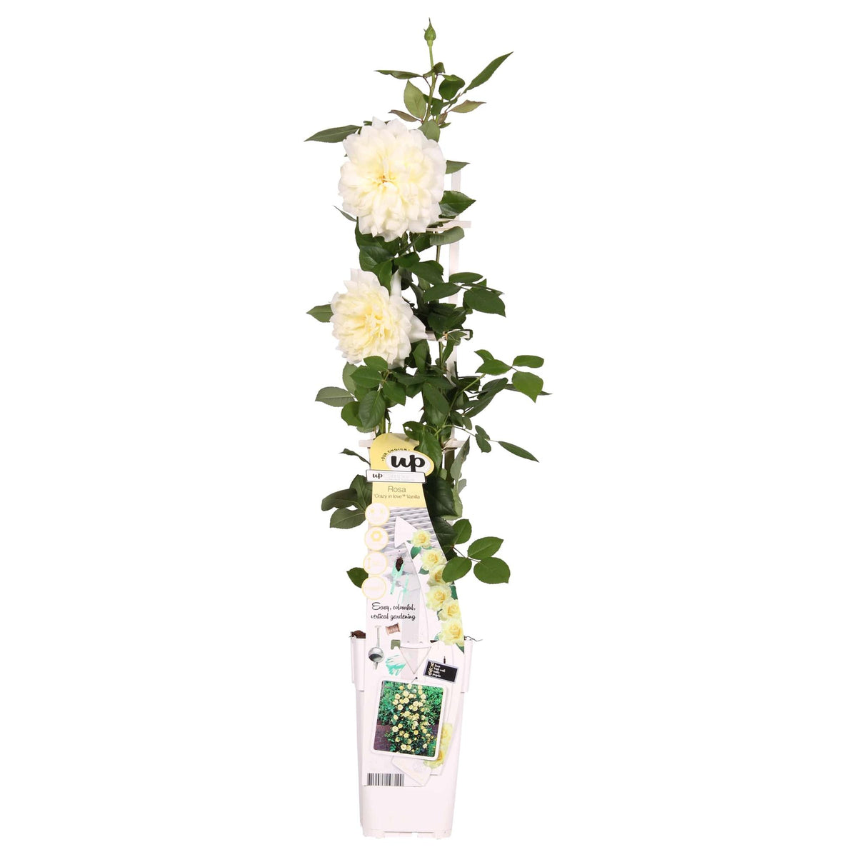 Rosa 'Crazy in love', Bianco crema - Ø15cm - ↕65cm