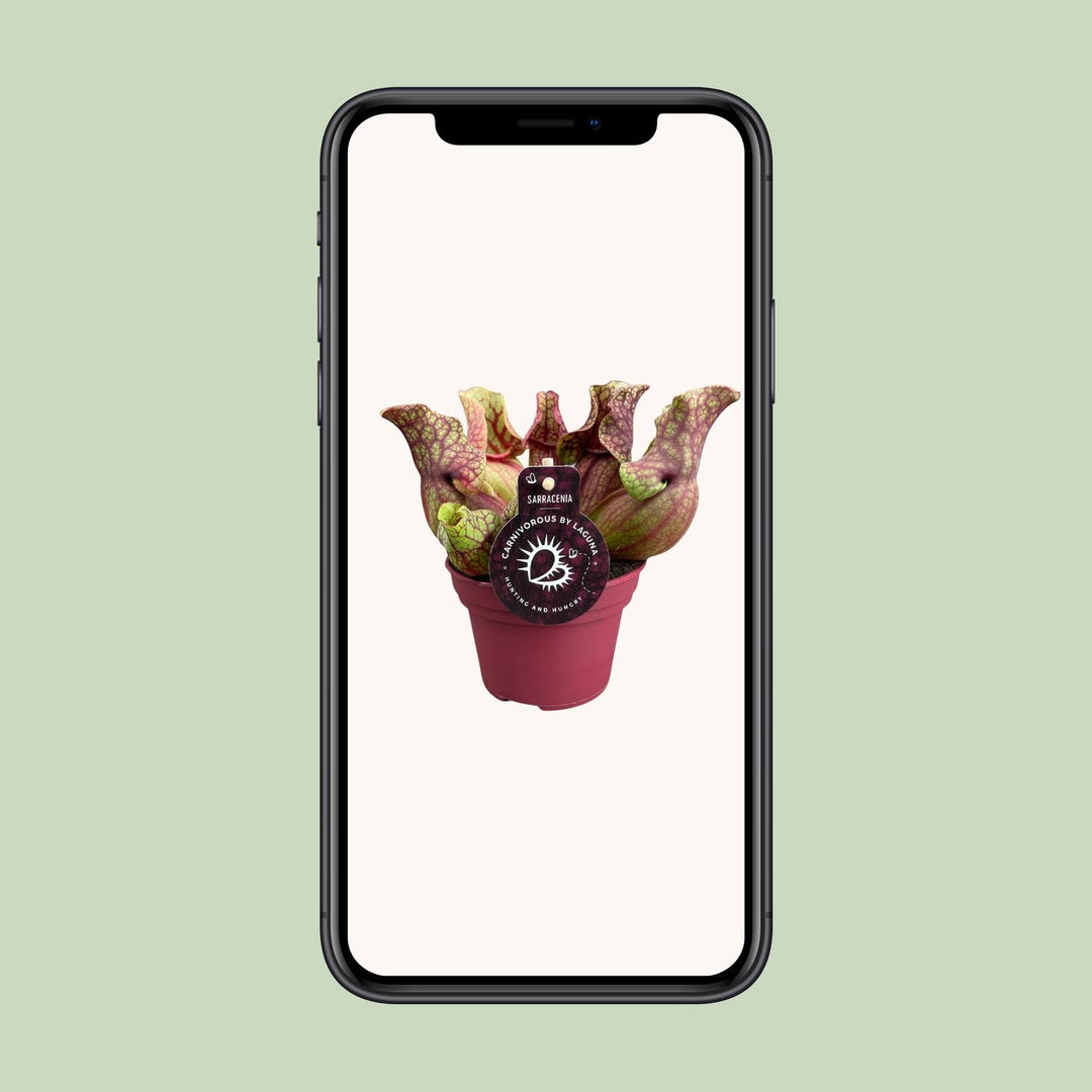 Sarracenia purpurea venosa - Ø12cm - ↕20cm