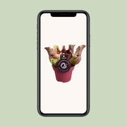 Sarracenia purpurea venosa - Ø12cm - ↕20cm