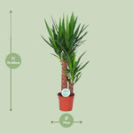 Load image into Gallery viewer, Yucca - Ø17cm - ↕80cm
