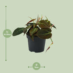 Load image into Gallery viewer, Philodendron hederaceum &#39;Micans&#39; - Ø12cm - ↕15cm
