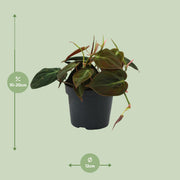 Philodendron hederaceum 'Micans' - Ø12cm - ↕15cm