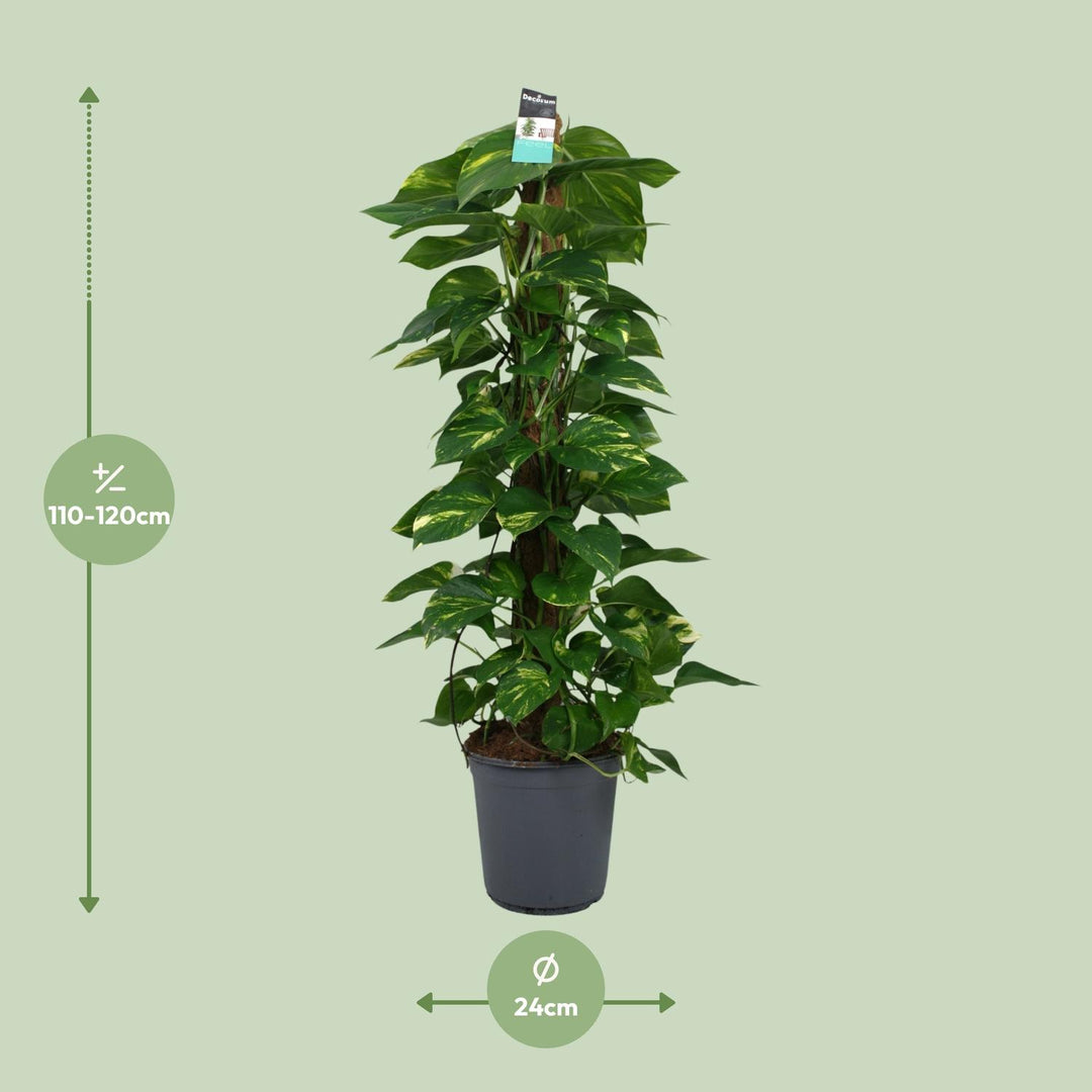 Epipremnum (Scindapsus) - Ø24cm - ↕120cm