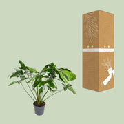 Philodendron goeldii 'Green Wonder' - Ø24cm - ↕100cm