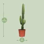 Carica l'immagine nel visualizzatore Galleria, Euphorbia acrurensis - Ø17cm - ↕50cm