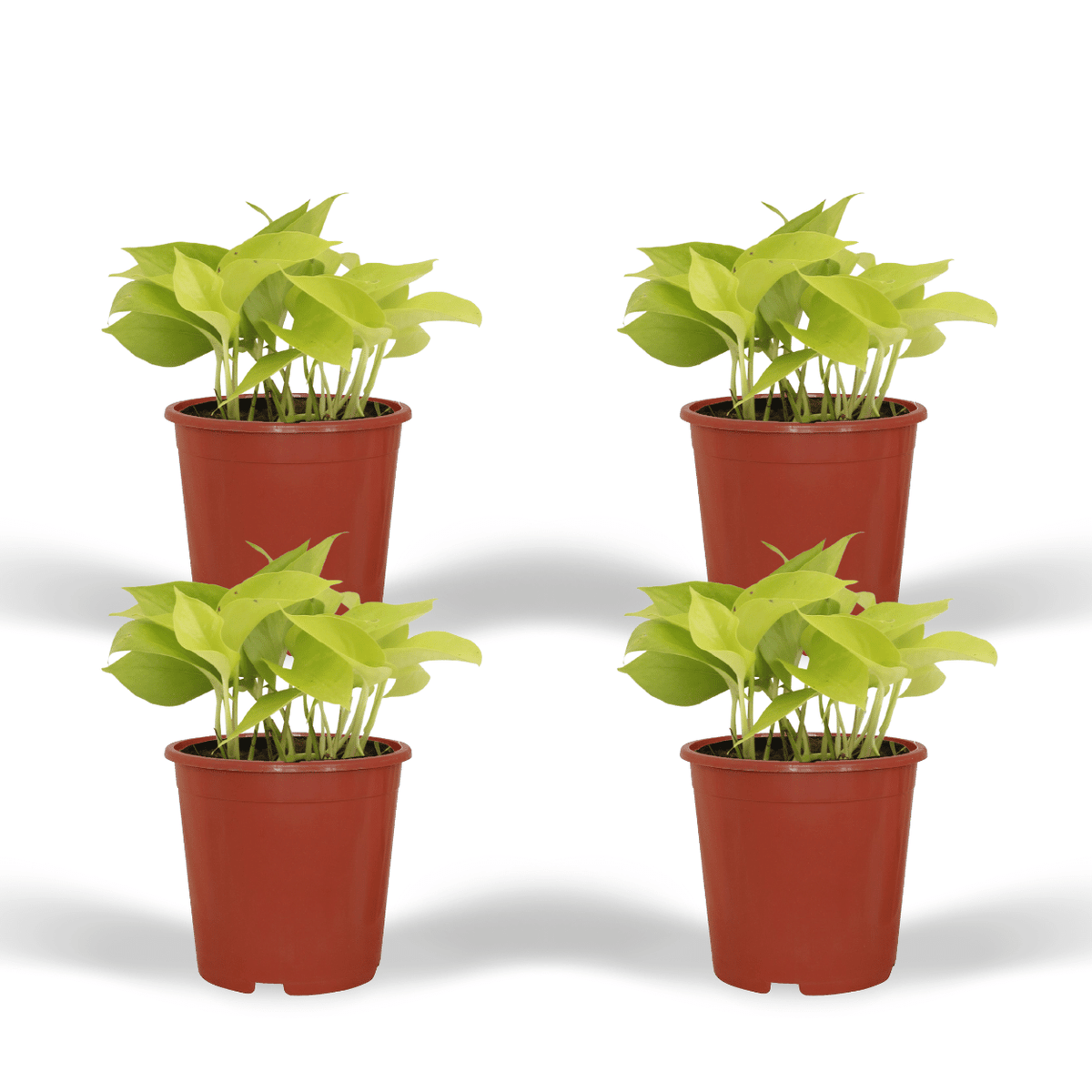 Epipremnum pinnatum 'Golden Pothos' (Scindapsus) - 4 plants - Ø12cm - ↕15cm