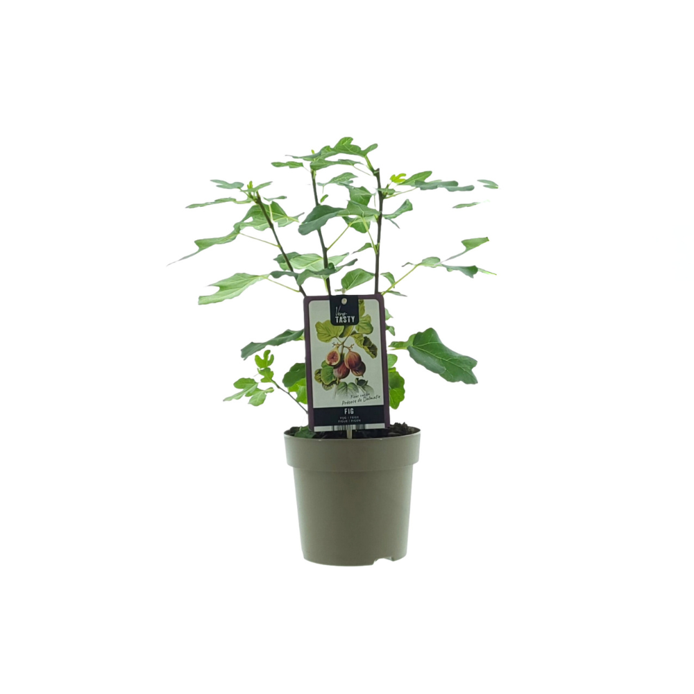 Ficus carica 'Précoce de Dalmatie' - Ø15cm - ↕40cm
