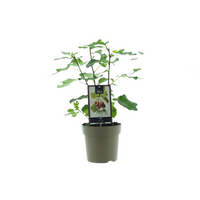 Ficus carica 'Précoce de Dalmatie' - Ø15cm - ↕40cm