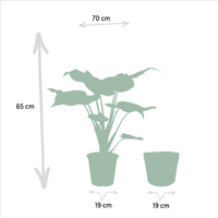 Trio Tropicale da Interno in Cesto Selin - Alocasia Cucullata - Ø19cm - ↕60/65cm + Alocasia Lauterbachiana - Ø19cm - ↕75/80cm