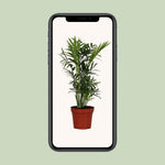 Load image into Gallery viewer, Chamaedorea elegans - Ø12cm - ↕40cm