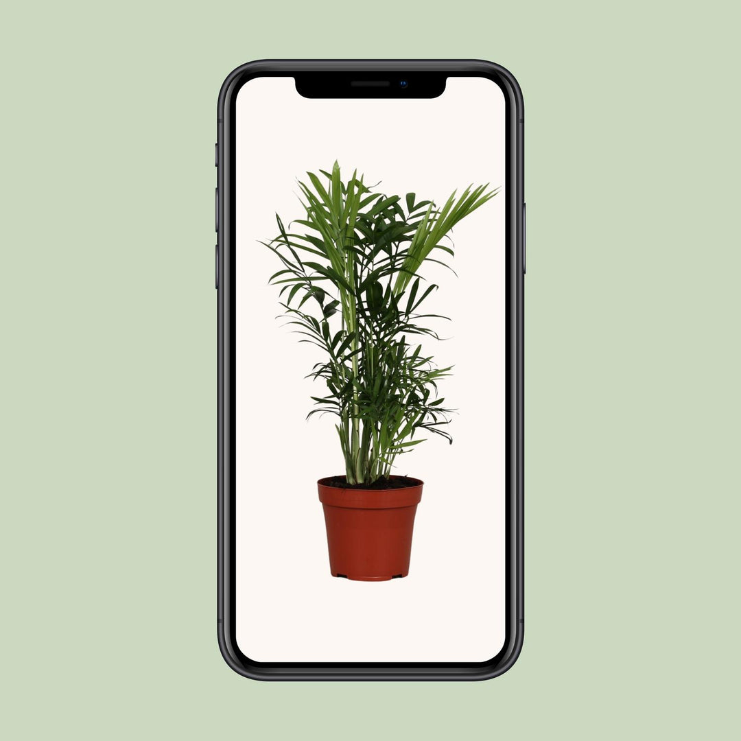 Chamaedorea elegans - Ø12cm - ↕40cm