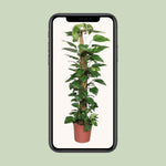 Load image into Gallery viewer, Epipremnum pinnatum &#39;Mosstok&#39; (Scindapsus) - Ø24cm - ↕120cm
