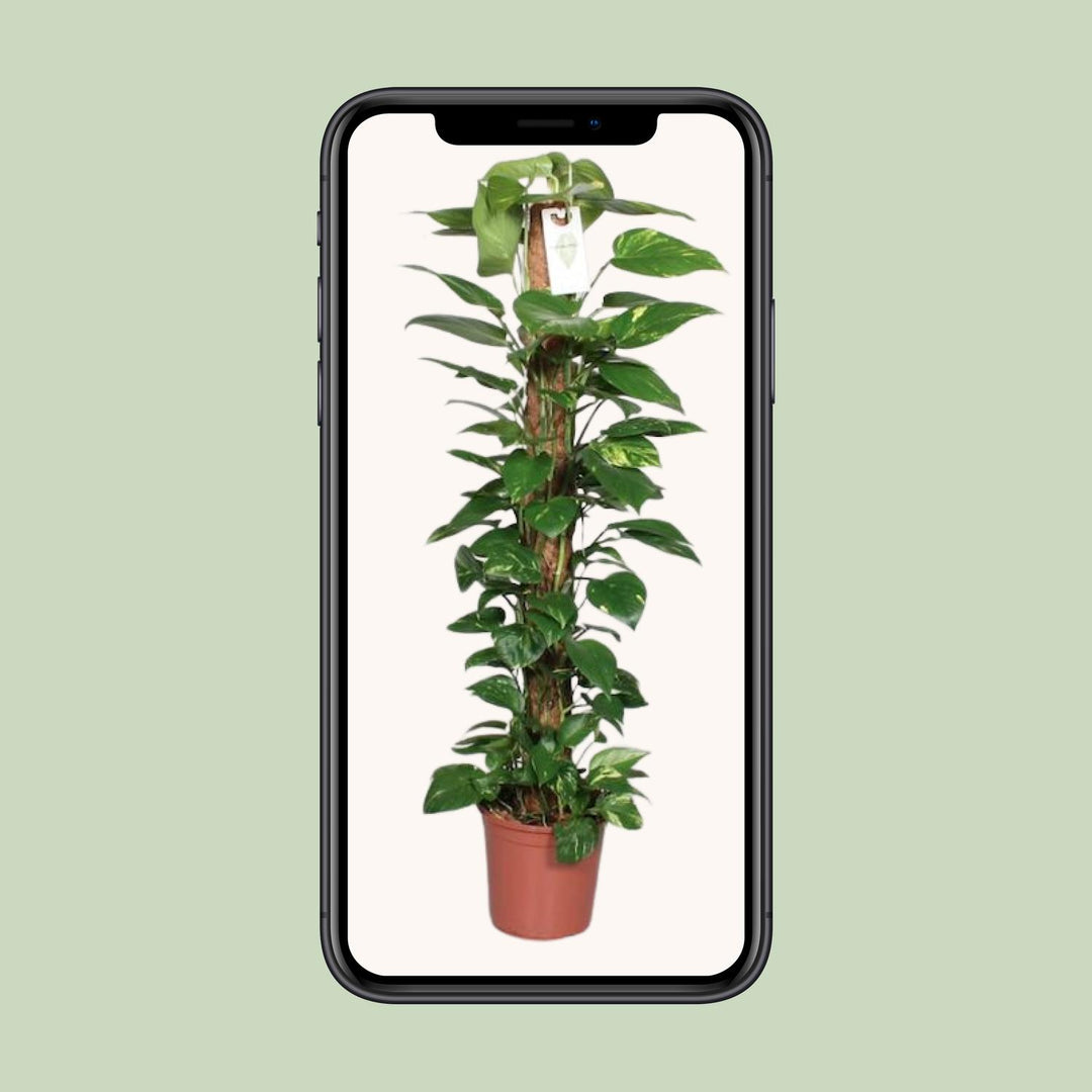 Epipremnum pinnatum 'Mosstok' (Scindapsus) - Ø24cm - ↕120cm