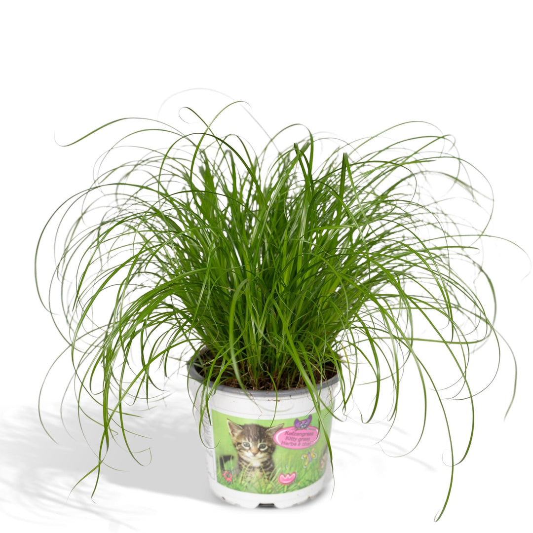 Cyperus alternifolius (Cat grass) - Ø12cm - ↕20cm