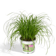 Cyperus alternifolius (Cat grass) - Ø12cm - ↕20cm