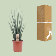 Sansevieria trifasciata 'Fernwood Mikado' - Ø19cm - ↕80cm