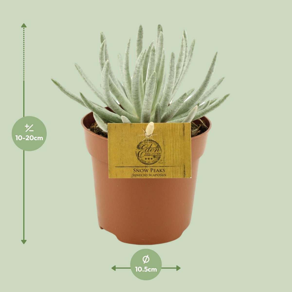 Senecio scaposus - Ø10,5cm - ↕15cm