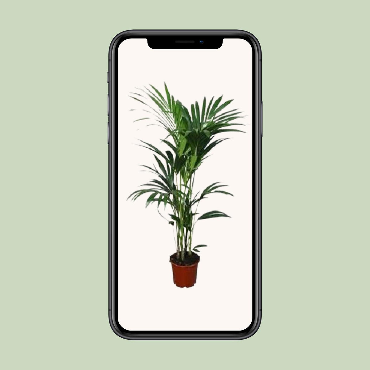 Howea forsteriana (Kentia) - Ø24 - ↨120cm
