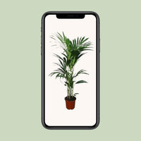 Howea forsteriana (Kentia) - Ø24 - ↨120cm