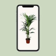 Howea forsteriana (Kentia) - Ø24 - ↨120cm