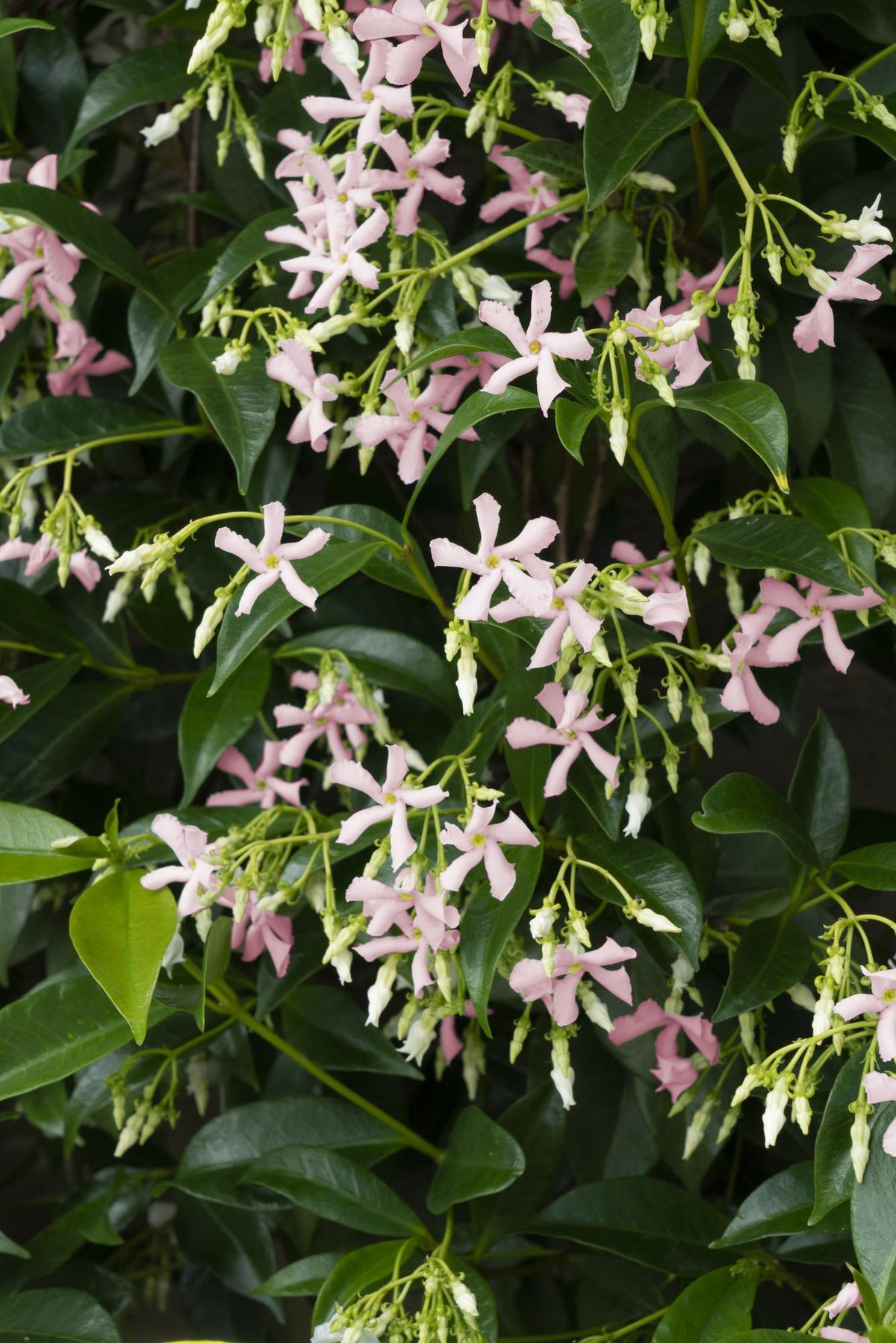 Trachelospermum 'Star of Ibiza' - 2 pezzi - ↨65cm - Ø15
